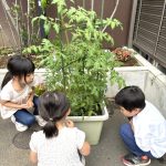 野菜の観察〜たいよう組