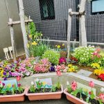 パンジーの花の色水あそび