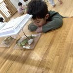 うみ組・ちょうちょの観察