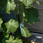 にじいろ保育園板橋二丁目　「　夏野菜　　」
