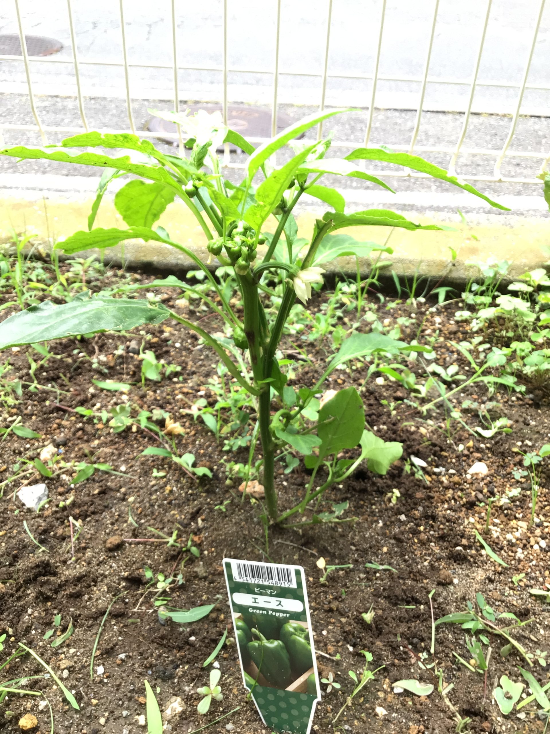 今年も野菜を育てています！