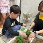 たいよう組 野菜植え