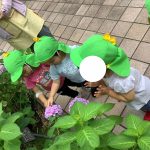 ふたば組　紫陽花の観察と製作
