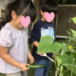 夏野菜の収穫
