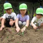 すくわくブログ 「夏野菜の植え付け」