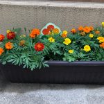 野菜とお花