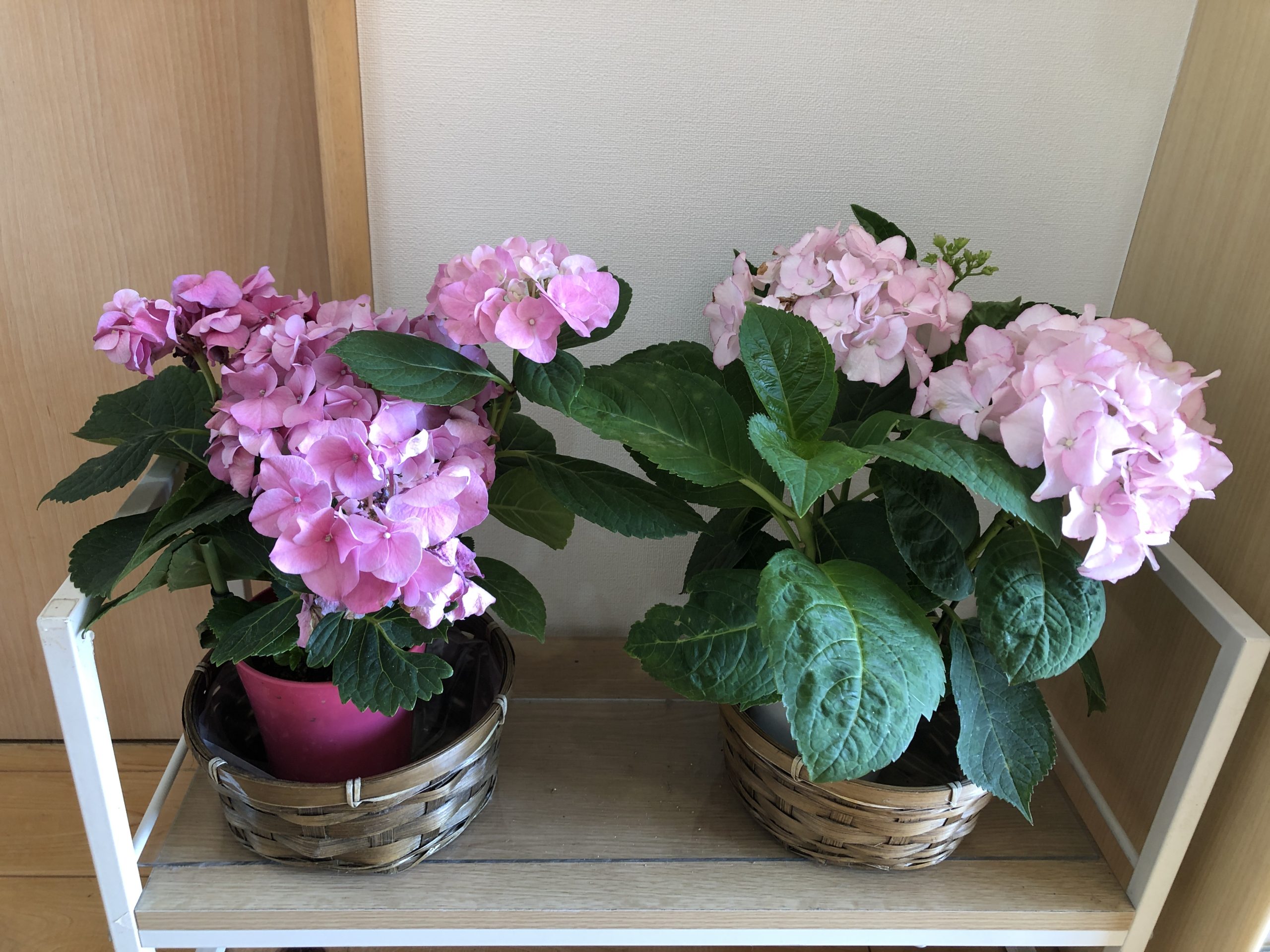 園庭に咲いた紫陽花☆