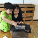 「幼虫からカブトムシへ!」