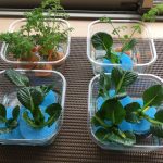 リボべジ（再生野菜）に挑戦中！　たいよう組