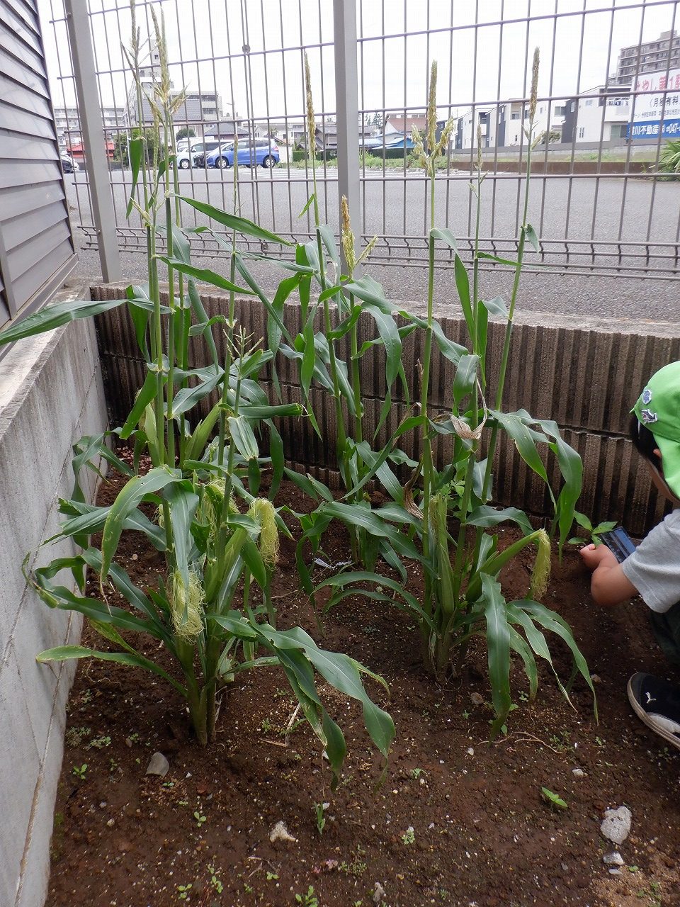 2026．6月　たいようぐみ　野菜の観察～トウモロコシ～