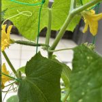 野菜栽培