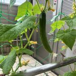 夏野菜情報