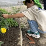 ダンゴムシ探し♪
