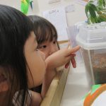 カブトムシの成長を観察してみよう!