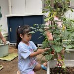 幼児クラス　野菜の収穫