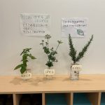 においがする植物たち