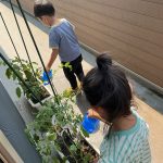 夏野菜の収穫(4歳児)