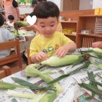 ふたば組　とうもろこしの皮むき