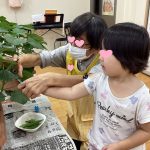 おくらの収穫（うみ組）