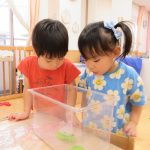 あおむしが綺麗なちょうちょうになりました♪
