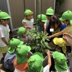 夏野菜を収穫したよ！