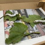 すくわくプログラム自然 6月 蚕の成長