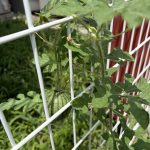 「 たくさん収穫できますように 」