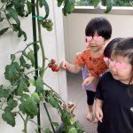とまとの収獲(そら組)