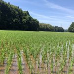 田んぼ散策♪
