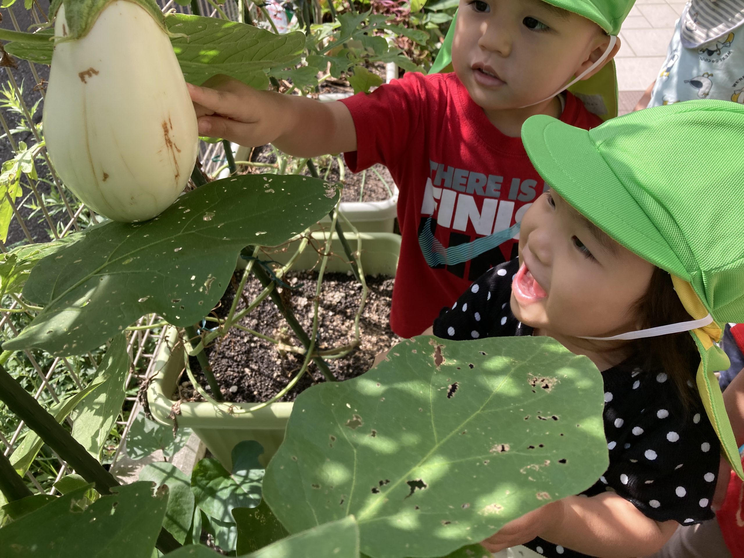 8月のふたば組　お野菜収穫