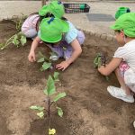 野菜の苗植え